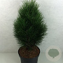 Pinus nigra 'Green Tower' 50-60 cm 10L