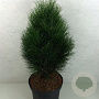 Pinus nigra 'Green Tower' 50-60 cm 10L