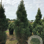 Pinus nigra 'Molette' 200-250 cm cont. 180L