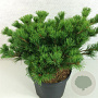 Pinus parv. 'Kokuho' 30-40 cm 7,5L