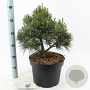 Pinus strobus 'Bergman's Mini' 40-50 cm 10L