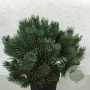 Pinus sylv. 'Chantry Blue' 40-50 cm 10L