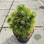 Pinus tabuliformis 'Shenyang' 30-40 cm 10L