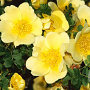 Rosa (H) 'Canary Bird' A kwaliteit wortelgoed