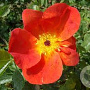 Rosa foetida 'Bicolor' A kwaliteit C1.5 eigen wortel