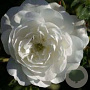 Rosa (H) Snow Ballet A kwaliteit C1.5 eigen wortel