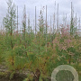 Tamarix ramosissima 'Pink Cascade' 150-175 cm 20L