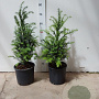Taxus baccata 50-60 cm 5,0L