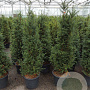 Taxus baccata 120-140 cm 20L