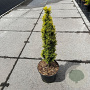 Taxus baccata 'Standishii' 40-50 cm 5,0L