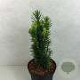 Cephalotaxus h. 'Fastigiata' 40-50 cm 7,5L