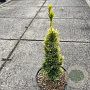Taxus b. 'Standishii' 30-40 cm 5,0L