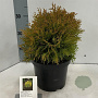 Thuja occ. 'Amber Glow' 20-25 cm 3,0L