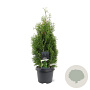 Thuja occ. 'Holmstrup' 40-50 cm 3,0L