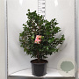 Camellia j. 'Lady Campbell' 80-100 cm 2,0L