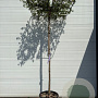 Quercus suber 10-12 HO container dakvorm 120 250 cm stam