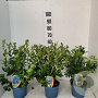 Vaccinium corymbosum 70 cm 2,0L