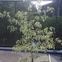 Cornus controversa 'Variegata' 150-175 cm 20L