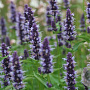 Agastache 'Black Adder' GM P9