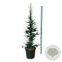Sequoia sempervirens 'Lightning' 150-175 cm cont. 55L extra