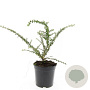 Cotoneaster conspicuus decorus GM C1.3