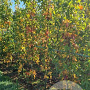 Liquidambar s. 'SlenderSilhouette' 200-250 cm met kluit 6-8 spil