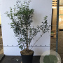 Osmanthus burkwoodii 80-100 cm 7,5L