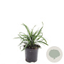 Liriope muscari 'Big Blue' GM C1.3