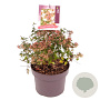 Abelia grandiflora 25-30 cm 5,0L