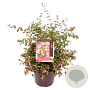Abelia grandiflora 40 cm 7,5L