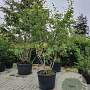 Amelanchier lamarckii 175-200 cm cont. 80L meerstammig
