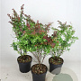 Berberis thunb. 'Atropurpurea' 40-60 cm 7,5L