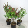 Berberis thunb. 'Atropurpurea' 40-60 cm 7,5L