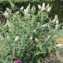 Buddleja 'Reve de Papillon White' 30 cm 2,0L