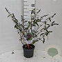 Buddleja d. 'Royal Red' 40-50 cm 3,0L
