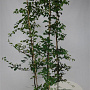 Carpinus betulus 175-200 cm 5,0L Gestokt