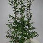 Carpinus betulus 150-175 cm 5,0L Gestokt