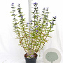 Caryopteris cland. 'Heavenly Blue' 30-40 cm 3,0L