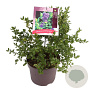 Ceanothus griseus 'Yankee Point' 40-45 cm 7,5L