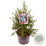 Ceanothus impressus 'Victoria' 40 cm 5,0L