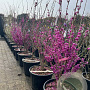 Cercis chinensis 'Avondale' 125-150 cm 40L