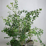 Crataegus monogyna 125-150 cm 7,5L