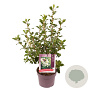 Escallonia 'Iveyi' 20-30 cm 2,0L