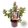 Escallonia laevis Pink Elle 15-20 cm 2,0L