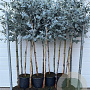Eucalyptus gunnii halfstam 10L