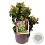 Hedera hib. 'Arbori Compact' 25-30 cm 3,0L