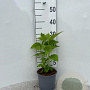 Hydrangea a. 'Annabelle' 20-30 cm 2,0L