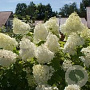 Hydrangea pan. 'Grandiflora' 15-20 cm 2,0L