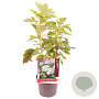 Hydrangea quercifolia 30-35 cm 3,0L