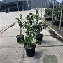 Ilex aquifolium 60-80 cm 7,5L